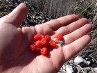 Raspberries to snack on during the climb up.
