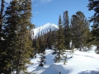 One of the first good views of the summit ridge after leaving the trees.