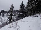 Snowy trees on the ridge.