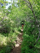 The trail was tunnel like in many places.