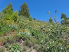 Lots of wildflowers.