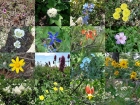 Samples of the numerous wildflowers we saw.