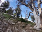 Steep trail through dead snags.