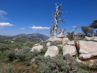 Dead snag on the ridge above Stines Pass.