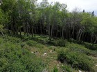 Aspen grove near the trail on the hike down.