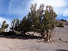 White Bark Pine Trees growing on the west ridge of Alta Peak.