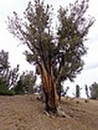 Huge White Bark Pine north of Grand Finale Peak.