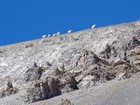Close up view of mountain goats on Consolation Peak.