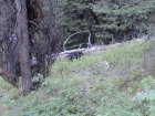 Black bear near the trail about a mile from the trailhead.