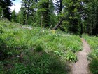 Wildflowers along the trail.