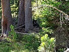 This bear was only about twenty feet from the trail when we passed by.