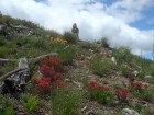 Lots of wildflowers along the way.