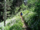 Hiking through Lupine and Aspen.