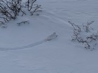 White Tailed Ptarmigan near the trail during the hike down.