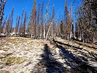 Burn area, early in the hike.