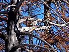 Grouse in a tree.