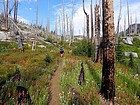 Still plenty of wildflowers.