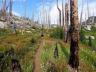 Still plenty of wildflowers.