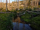 Reflection in the creek.