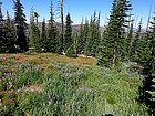 Hiking down through the Lupine.