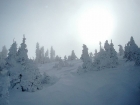 Snowy trees up on the ridge.