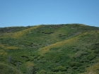 Close-up of a couple of elk on the next ridge over.