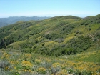 Lots of Arrowleaf Balsamroot flowers on the hillsides this year. Three Point and Kepros Mountains in the upper left.
