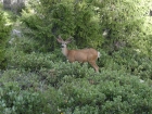 Deer by the trail during the hike out.