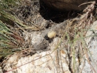 Black Widow in the summit cairn.