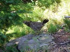 Grouse near the trail.