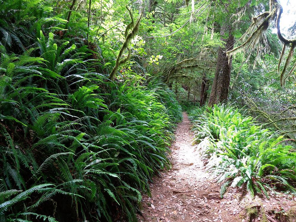 Humbug Mountain Trail