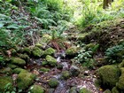 Mossy creek crossing.