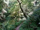 Sunlight on mossy trees.