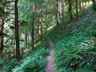 More light as the trail nears the summit.