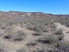 Following the cow trail next to the Snake River.