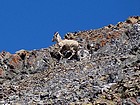 Close up of a bighorn ewe on the ridge.