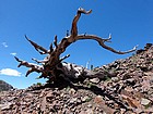 Gnarly tree near the 9090' saddle.