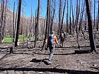 Hiking through the burn area west of Lightning Lake.