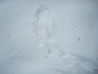 Poof, no rabbit. The rabbit tracks end, and you can see a pattern of wing feathers from where a bird of prey landed for lunch.