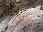 Lizard in the sun.