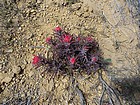 Desert paintbrush.