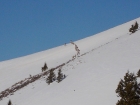 Close-up of a herd of elk who were breaking trail for us.