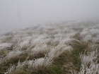 Frozen grass on the ridge just north of Three Point Mountain.