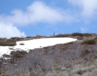 A deer crossing through some lingering April snow on my way back.