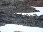 This herd of Bighorn Ewes and Lambs watched us break camp.