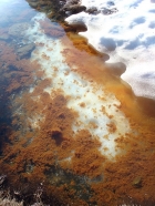 Some interesting algae growing on top of the ice in Merriam Lake.