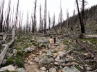 The trail gets less steep as you enter the burn area.