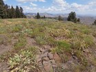 Cannonball Mountain summit area.