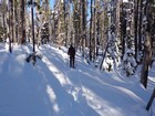 Nice light, and snowy trees on the way back.