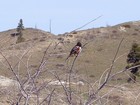 Towhee by the trail.